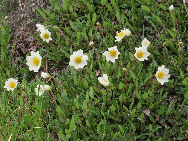 (20) Mountain Avens (Dryas octopetala).JPG